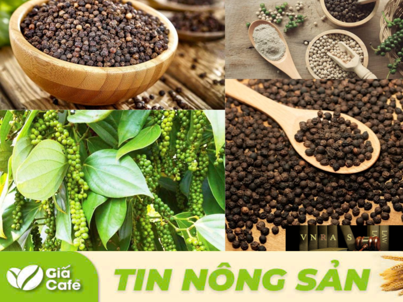 gi&aacute; ti&ecirc;u vẫn được duy tr&igrave; ở mức cao nhờ v&agrave;o nguồn cung hạn chế v&agrave; dự b&aacute;o vụ thu hoạch năm nay sẽ đến muộn hơn so với c&aacute;c năm trước.